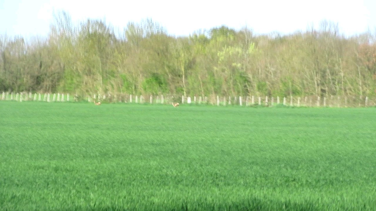 chevreuil