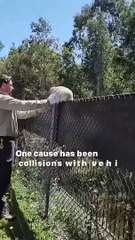 Kola stranded on fence gets saved by good samaritan