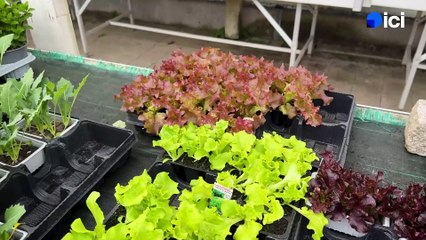 3/5 : plantez vos salades dès maintenant