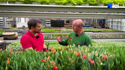 5/5 : les tulipes alsaciennes de Stéphane Schwarz