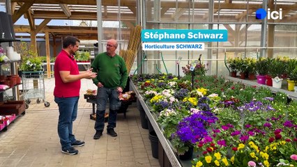 2/5 : Les différentes sortes de primevères