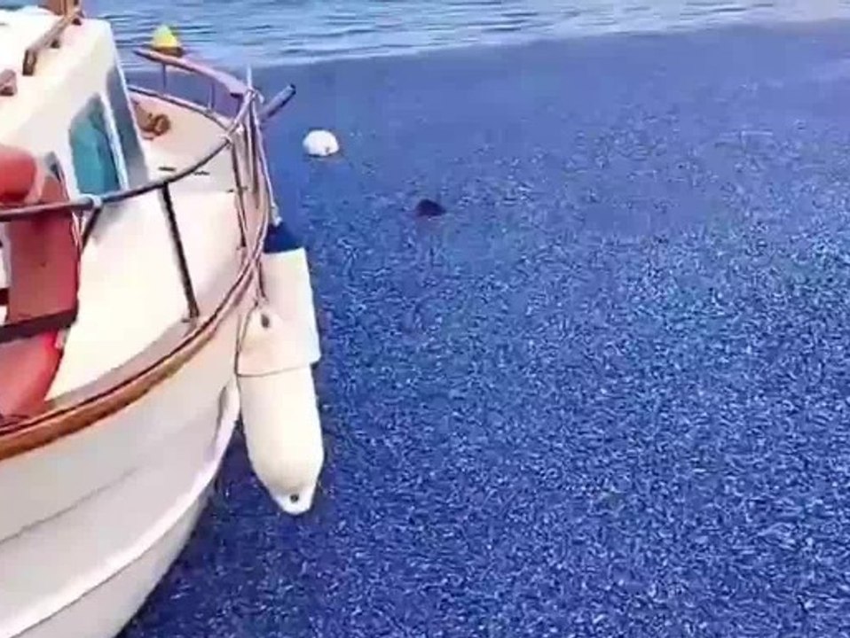 Naturphänomen oder giftig? Darum sind Spaniens Strände blau