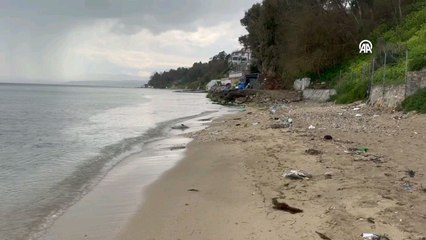 Sinop'ta 8 yılda 130 ölü yunus karaya vurdu