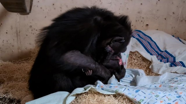Heartwarming moment mother chimp meets newborn just 14 hours after C-section