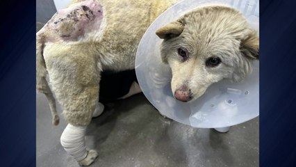 경기도, 경북 산불 피해 구조견 60마리 '반려마루 여주'서 임시 보호 / YTN