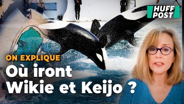 Au Marineland d’Antibes, la course contre la montre pour assurer l’avenir des orques