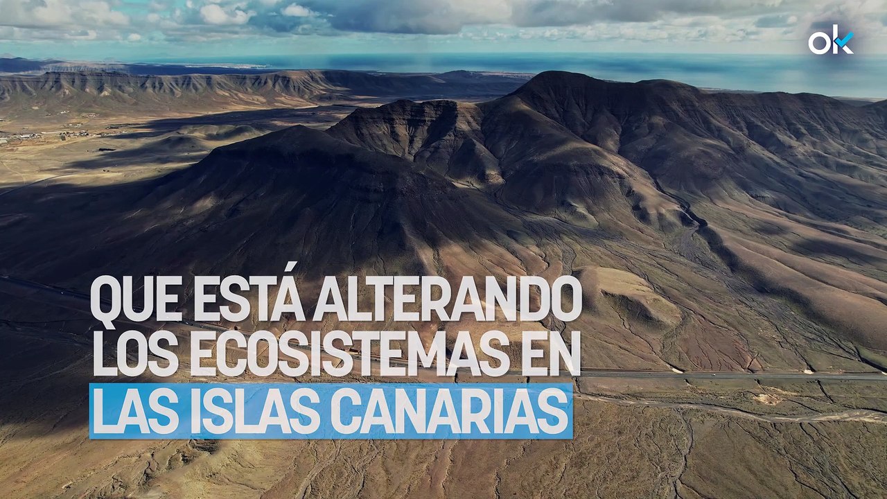 Parece una vulgar cabra, pero es una dañina especie invasora que está alterando los ecosistemas en las Islas Canarias