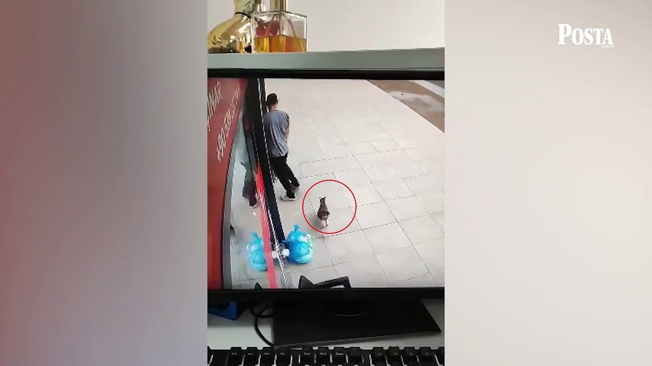 Hamile kedi doğum yapacağını anlayınca veterine koştu! İşte yürek ısıtan görüntüler