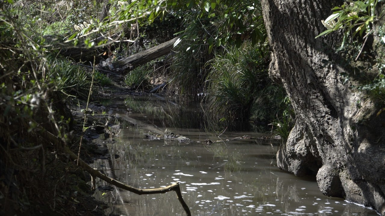 MP calls for regulator overhaul as tonnes of sewage leaked into the River Grom