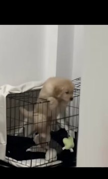 Cute Puppy | Paws & Love: The Cutest Puppy Ever | Tails of Cuteness | Puppy Eyes & Happy Sighs