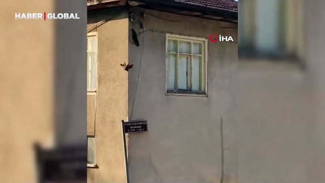 Evin duvarında gezinen sincaplar kamerada