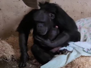 Babyglück im Zoo: Schimpansen-Mama bringt Tochter zur Welt