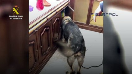 Cae un miembro de una banda que traficaba con armas de guerra de los Balcanes