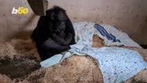 Mother Chimp Meets Her Baby After 14-Hour Wait