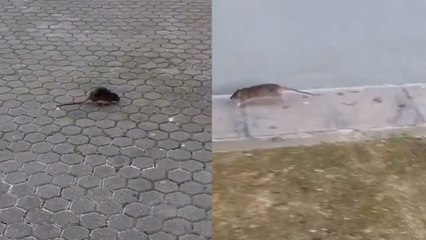 Un vídeo muestra la proliferación de ratas en varios barrios de Sevilla