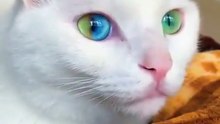 Cats who have 2 colored eye