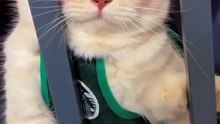 How to discipline your cat?