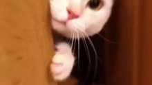 Why your cats follow you everywhere