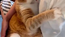 How to build your cats trust