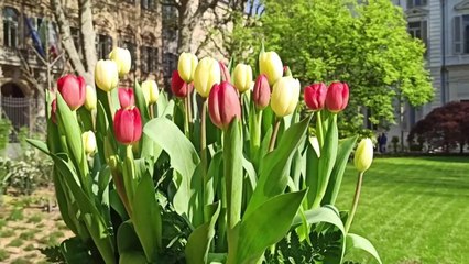Torino, riapre al pubblico Palazzo Cisterna. Ecco il «giardino segreto» di via Carlo Alberto restaurato