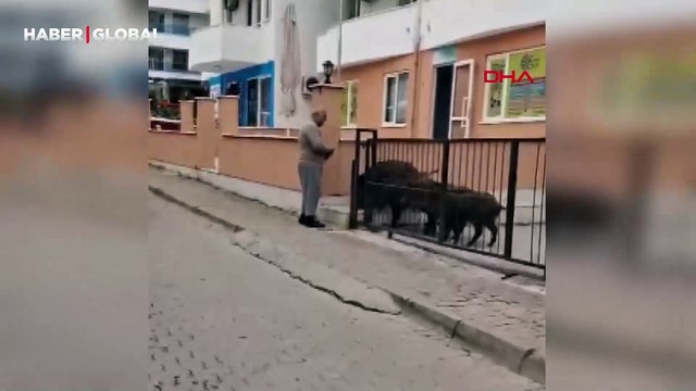 Sürü halinde dolaşan yaban domuzlarını ekmekle besleyen vatandaş şaşırttı