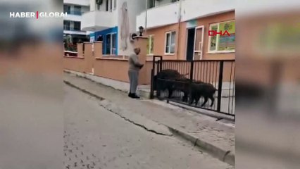 Sürü halinde dolaşan yaban domuzlarını ekmekle besleyen vatandaş şaşırttı