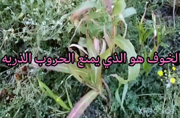 نقي قلبك الخوف هو الذي يمنع الحروب الذريه