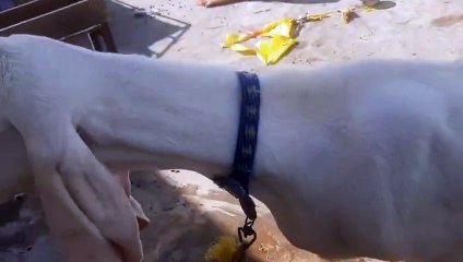 Pure Rajanpuri Goat with Her Snow-White Male Kid – A Sight of Rare Beauty