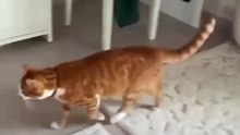 20 Seconds of Purr-fect Chaos: Cute & Hilious Cat Fails! #cattok #funnycats #kittenfails