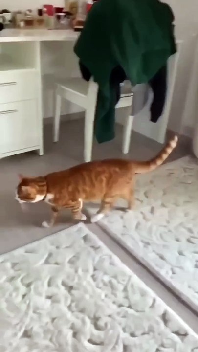20 Seconds of Purr-fect Chaos: Cute & Hilious Cat Fails! #cattok #funnycats #kittenfails