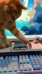 Top 10 Clumsy Kitten Moments That Broke the Internet 😹 #cattok #funnycats #kittenfails