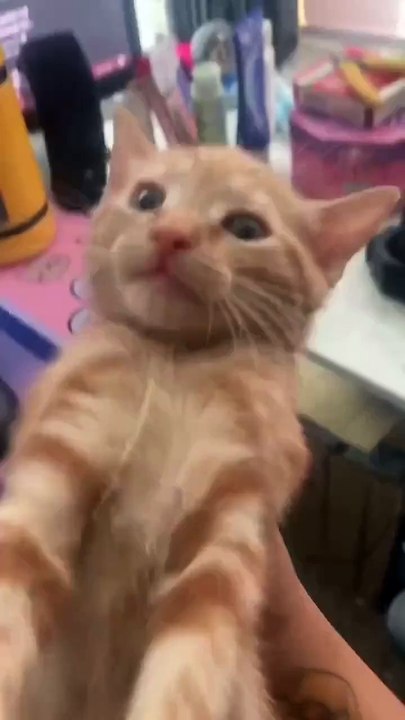 Cat vs. Cucumber: Ultimate 20-Second Battle Compilation 🥒⚔️ #cattok #funnycats #kittenfails