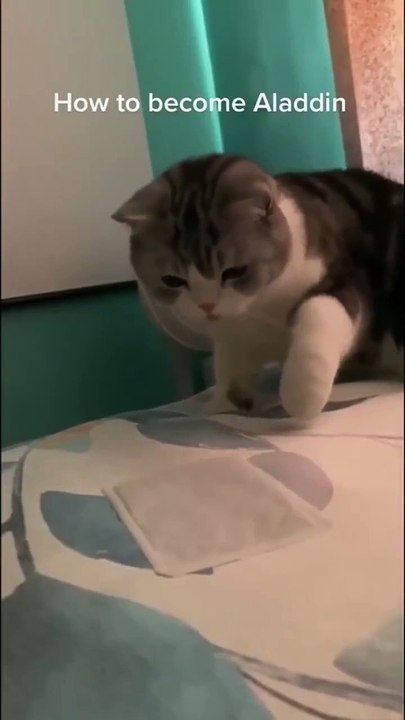 7 Seconds of Pure Cat Logic: Why Are They Like This?! 🤯🐈 #cattok #funnycats #kittenfails