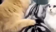 You Can't Skip This: 15-Second Masterclass in Cat Shenanigans 🎓🐱 #cattok #funnycats #kittenfails