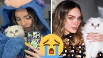 Belinda se quiebra en Instagram por perder a su gato; pide ayuda para encontrarlo