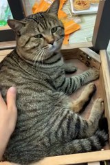 Cute animals 😼😂 #short #pets #viralvideo