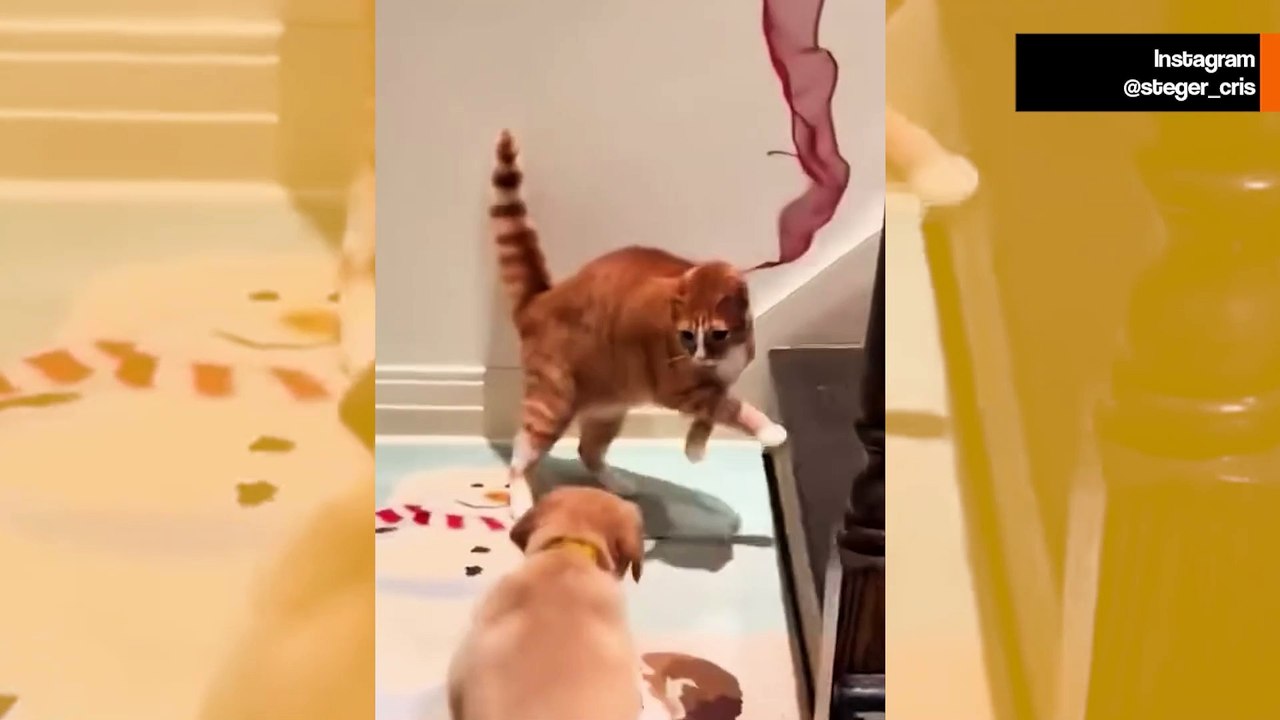 Bugün göreceğiniz en sevimli köpek ve kedi videosu bu!