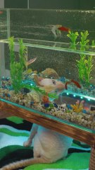 Make Your Cat GO WILD With This Fun DIY Ideas 🐈🐱