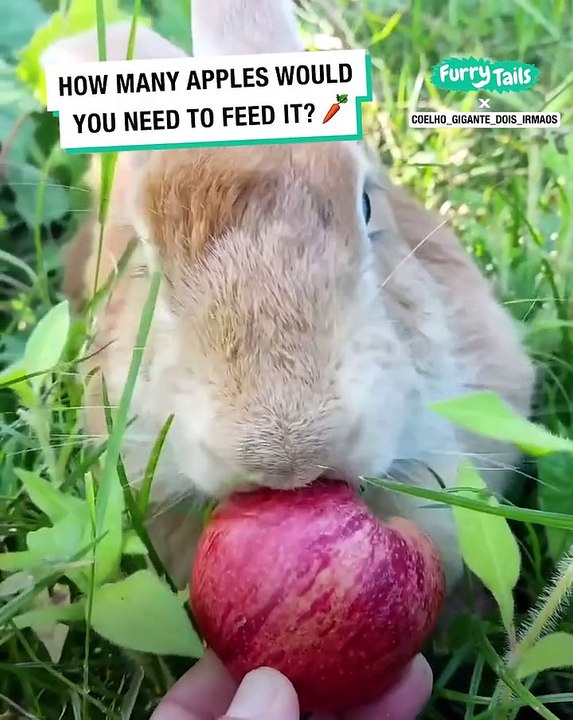 Lach dich schlapp mit Lustige Pfoten Ч. 71