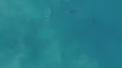 Preocupación máxima entre científicos por el choque nunca visto entre dos gigantes marinos
