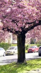 Parma -  La primavera a Parma (10.04.25)