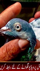 Subscribe Our YouTube Channel For Complete Videos https://www.youtube.com/@PakistanPigeonAssociation