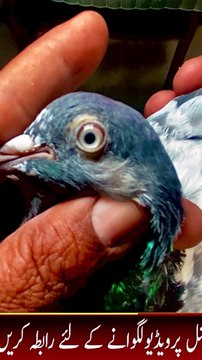 Subscribe Our YouTube Channel For Complete Videos youtube.com/@PakistanPigeonAssociation