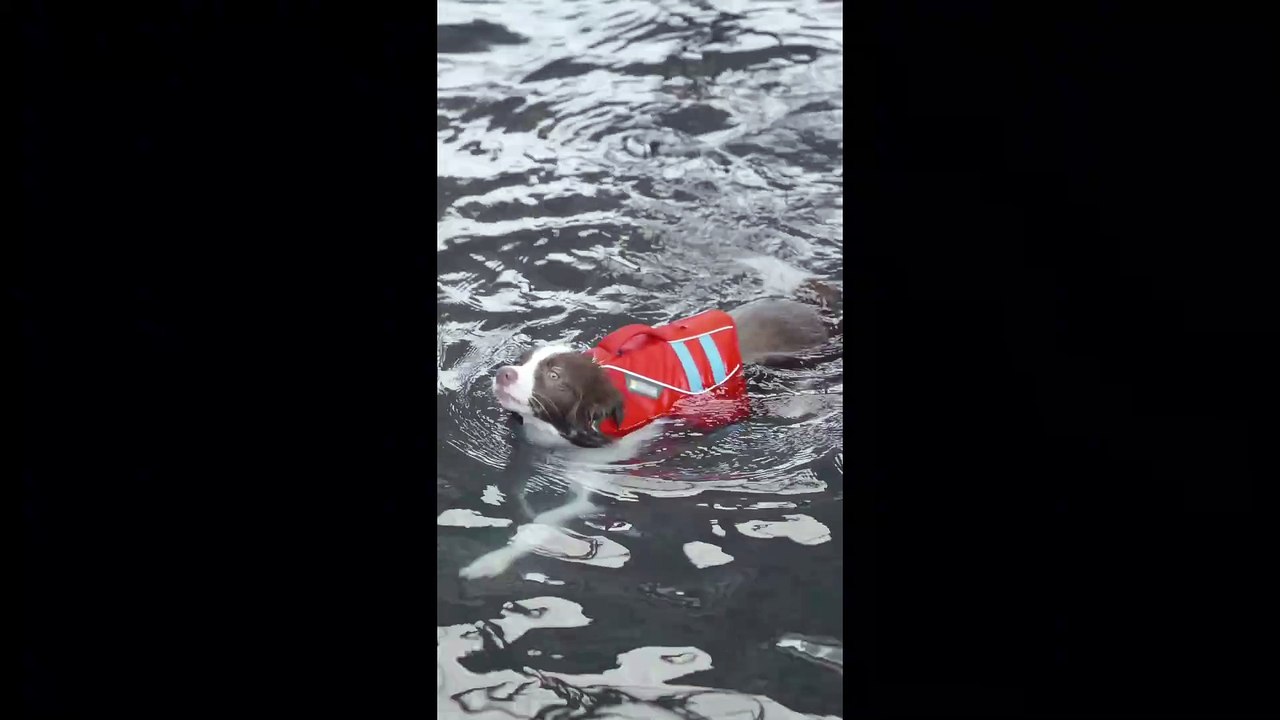 Schwimmende Hunde – Einfach zu süß! | Floating Dogs - Too Cute to Handle! #dog #hund