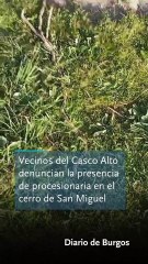Vecinos del Casco Alto de Burgos denuncian la presencia de procesionaria en el cerro de San Miguel