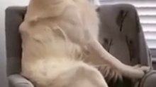 Dog Acts Like a Kid Obsessed with Wheels on the Bus!