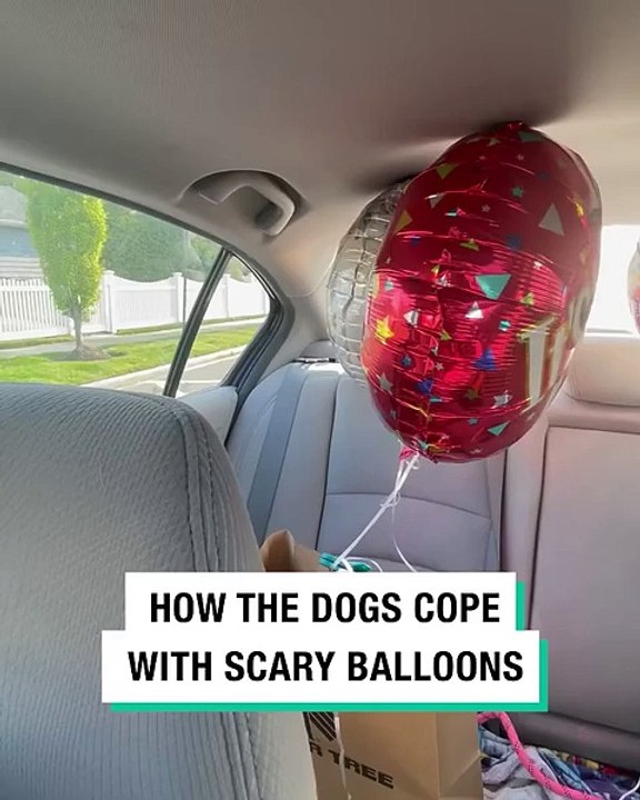 Lach dich schlapp mit Lustige Pfoten Ч. 72