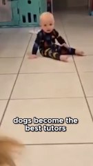 Dog Tutors Toddler_ Crawling Lessons!
