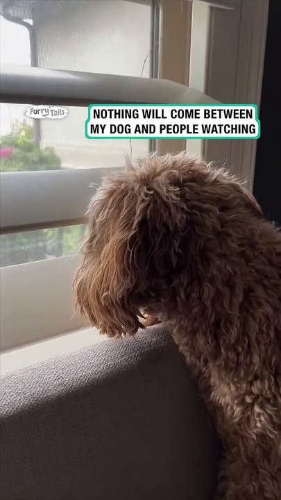 Dog opens the blinds closed by filmer