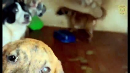 Polícia resgata animais em condições insalubres em um “abrigo” no Tororó